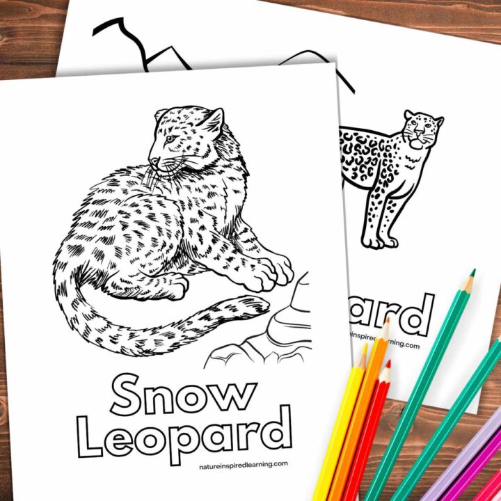 Two overlapping coloring pages with different snow leopard designs slanted on a wooden background. Collection of colored pencils bottom right.