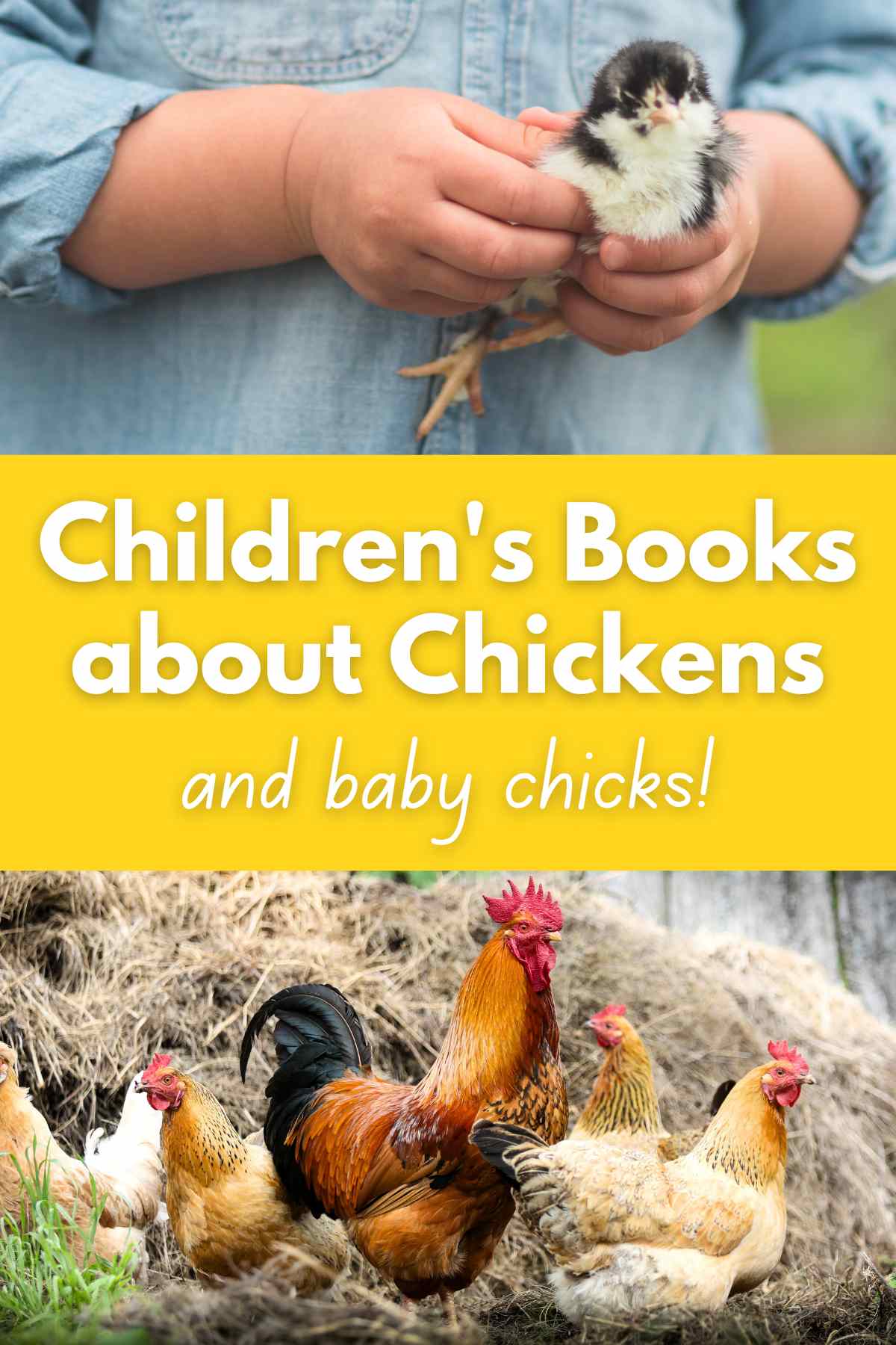 Child wearing a jean shirt holding a baby chicken at the top and a rooster with laying hens at the bottom. Yellow rectangle between both pictures with white text overlay.