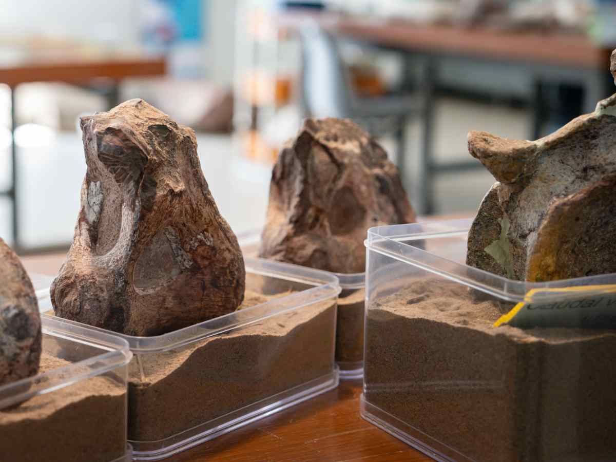 Dinosaur fossils inside plastic containers filled with sand on a table inside of a room.
