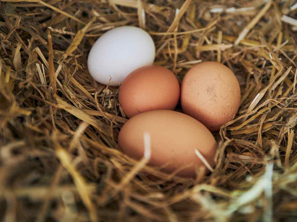 Chicken nest made out of straw with three brown eggs and one white egg.