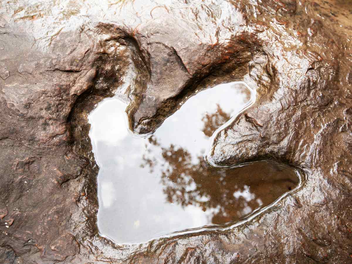 Dinosaur foot print in a rock with water filled in the the middle of the print.