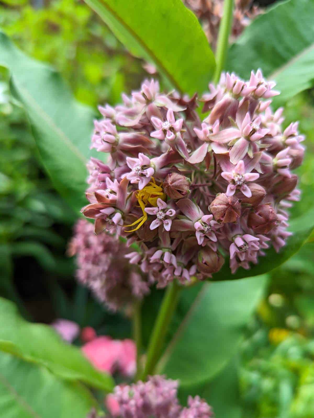 yellow spider hiding inside the blooms of a milkweed plant in the garden.