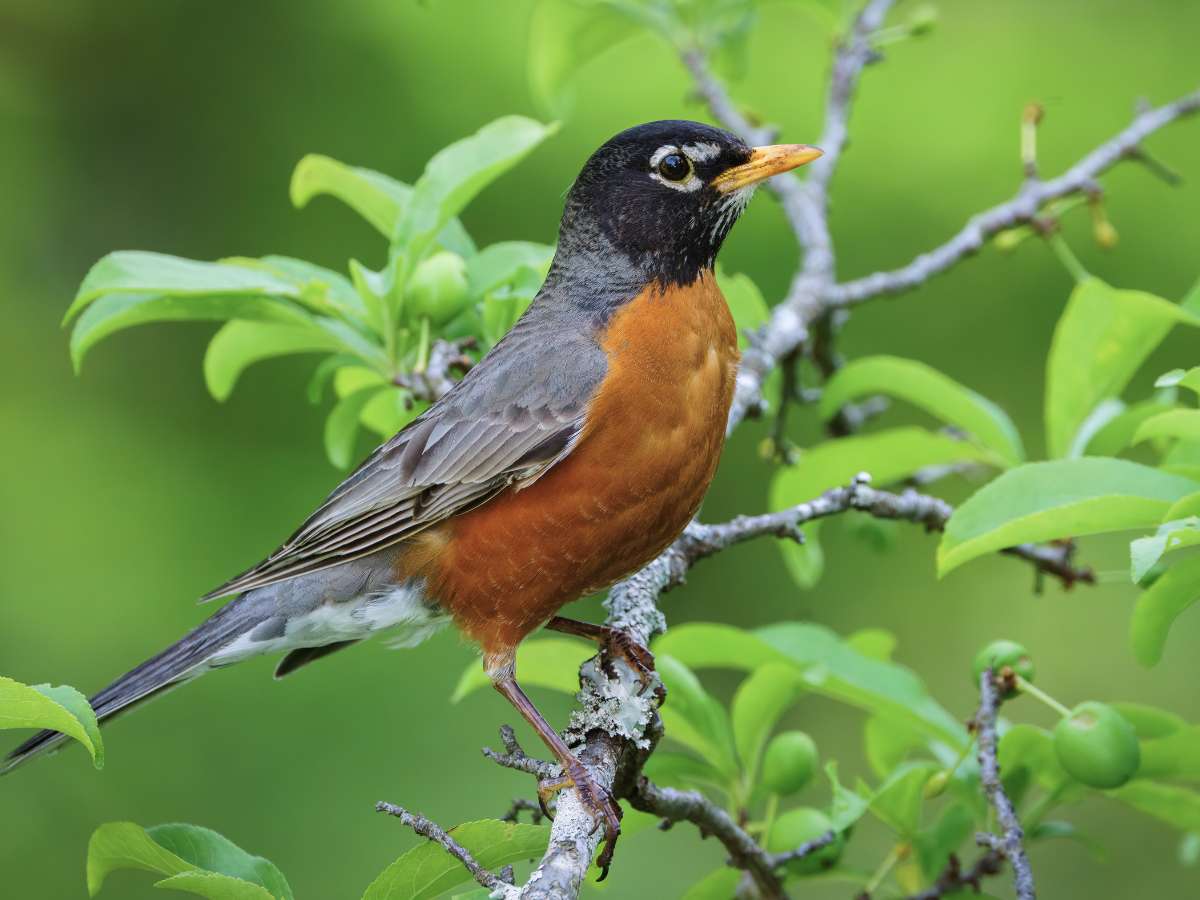 American Robin on a branch with green leaves and small green crab apples.