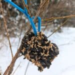 An apple slice covered in bird seeds hung on a twig by a blue pipe cleaner with snow on the ground.