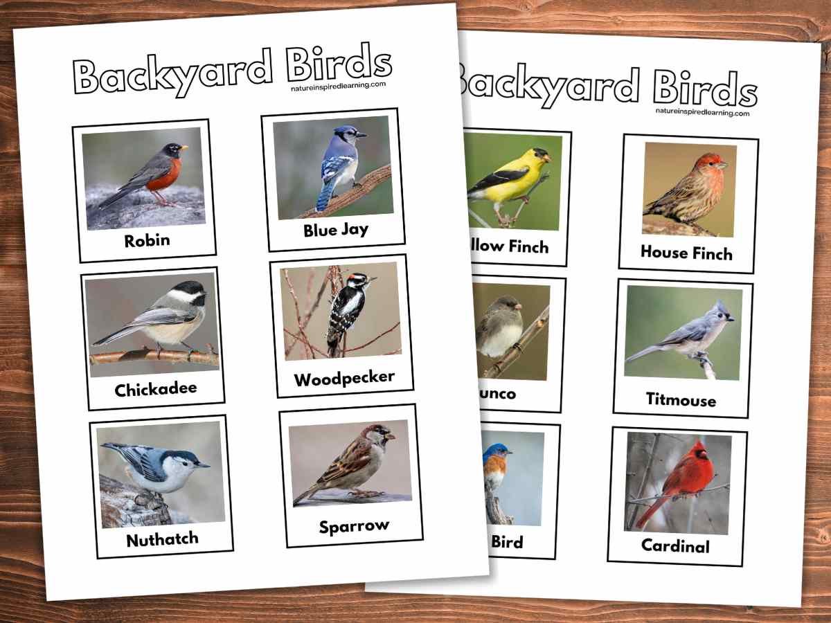 Two overlapping bird printables with real life images of birds and their names below each picture. Wooden background.