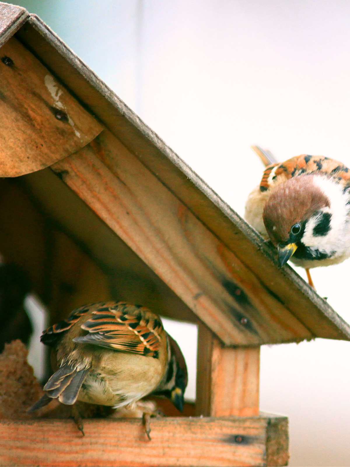 Two sparrows at a wooden bird feeder. one on the roof looking down and the other on the bottom of the feeder looking inside.