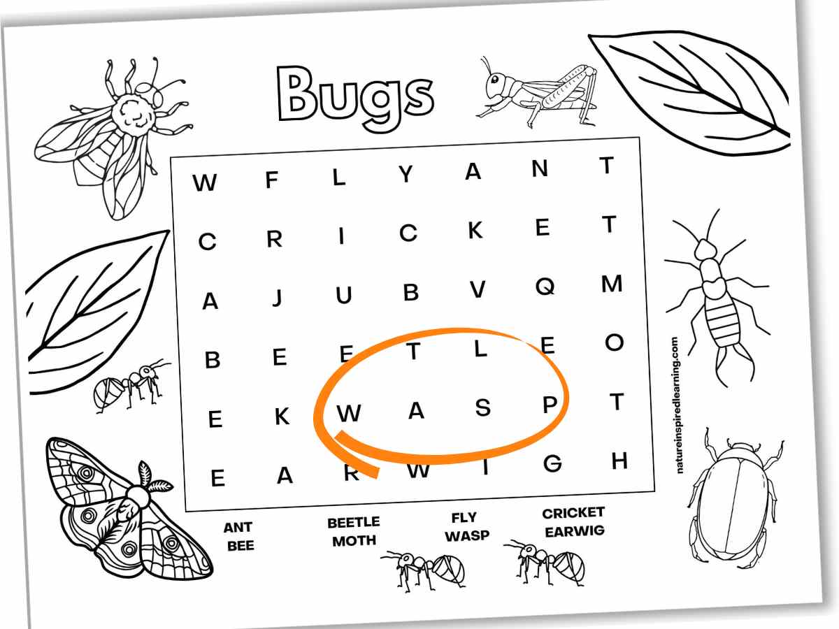 Easy word search with different bugs including: ant, bee, beetle, moth, fly, wasp, cricket, and earwig with different images around the border. Wasp circled in orange on the printable.