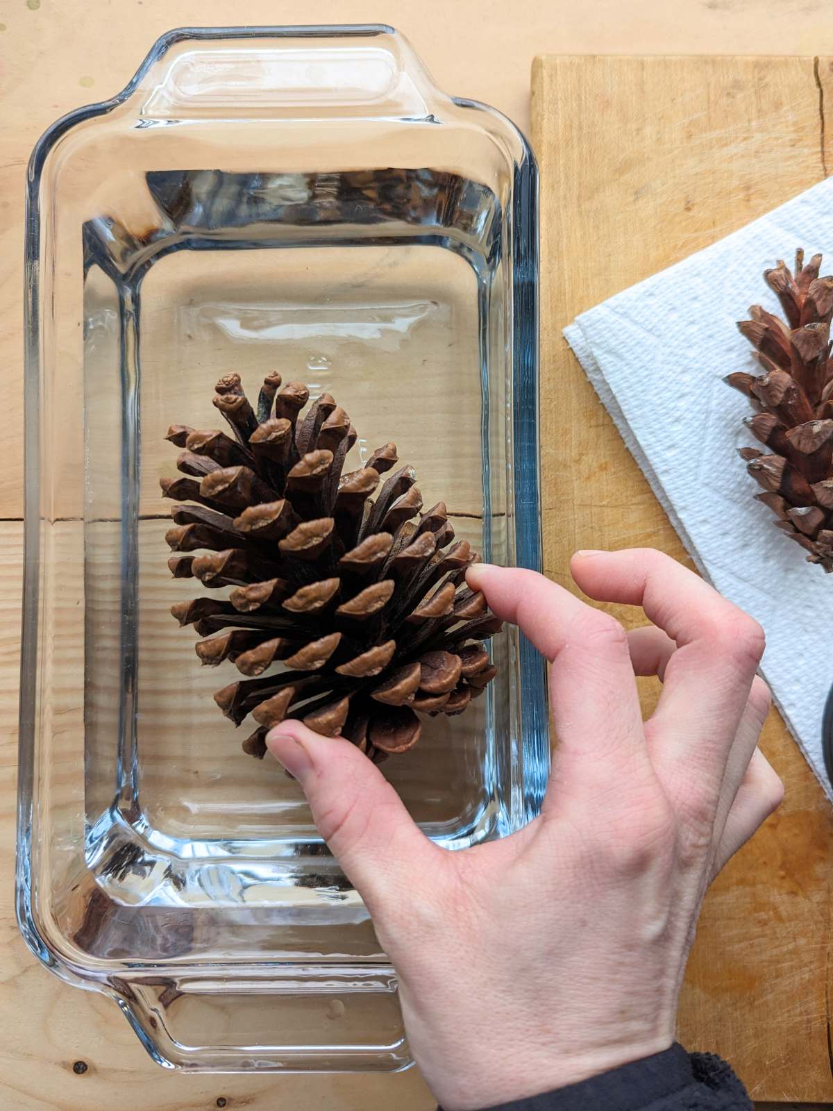 Hand placing a large pinecone into a rectangular glass dish on a wooden surface with a paper towel and second pinecone on the right.