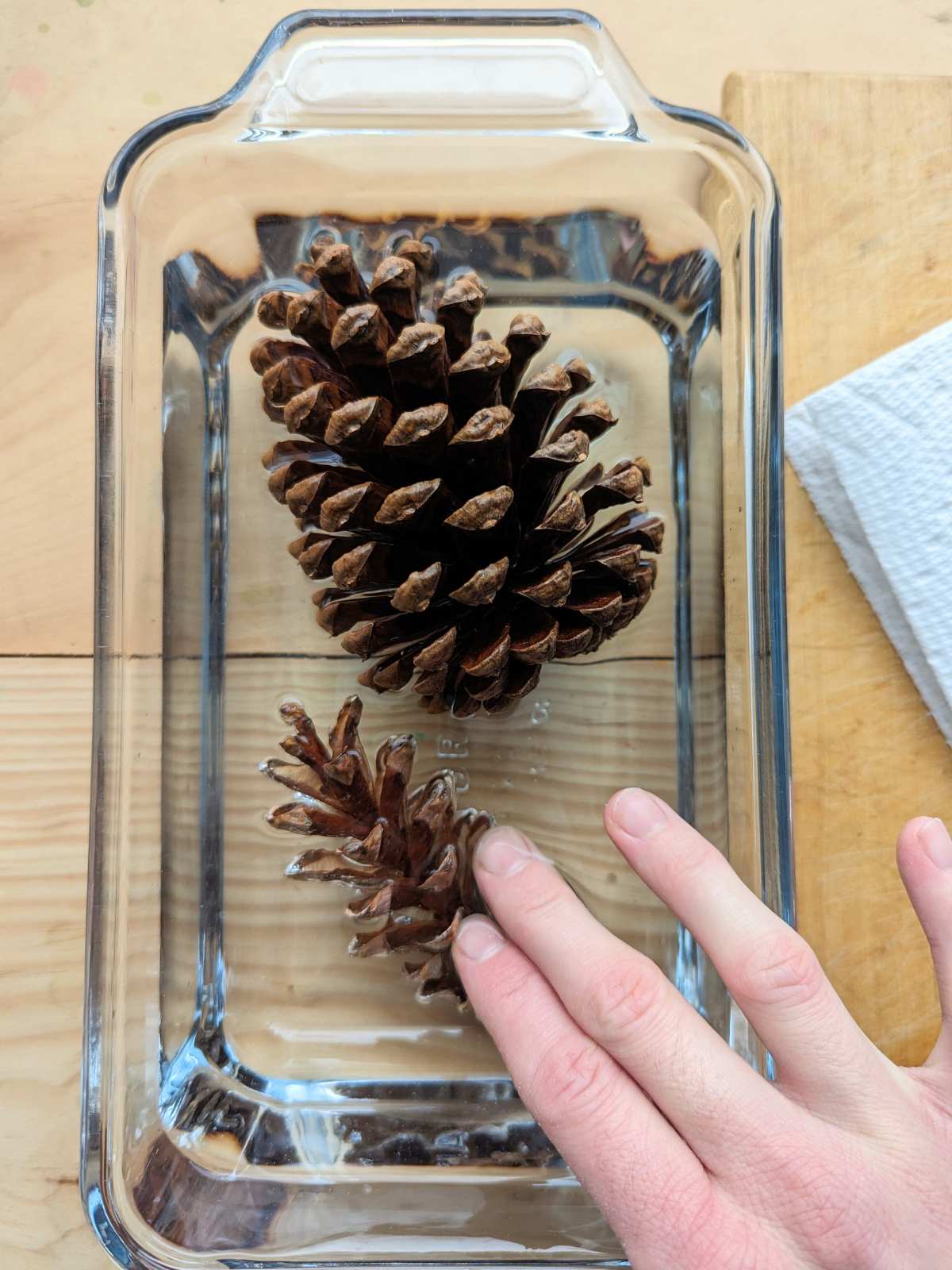 Rectangular glass dish filled with water and two pinecones, one large and one small. A hand pressing down on the smaller pinecone into the water. Wooden surface with a white paper towel on the right.