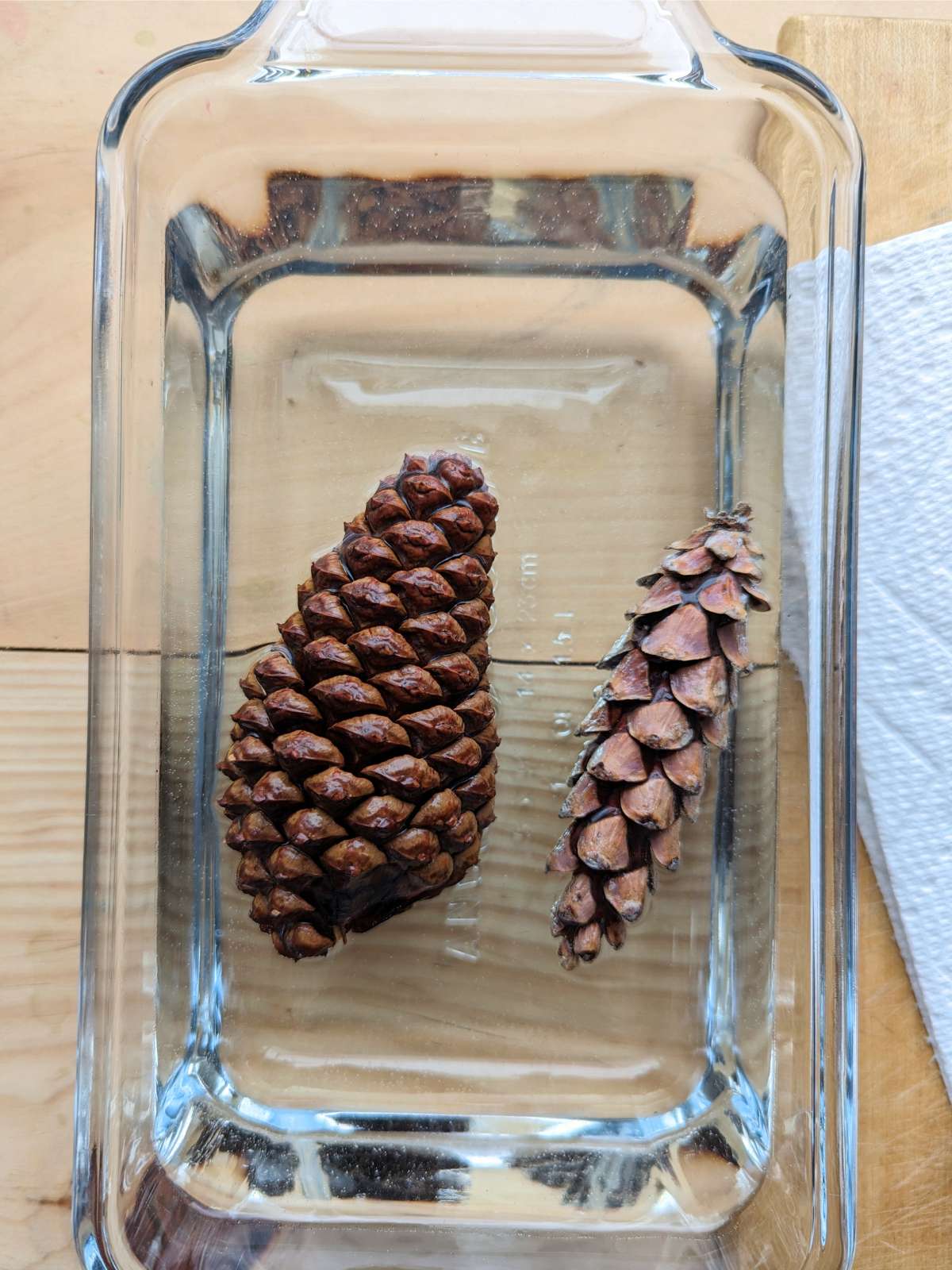 Two closed pinecones one large one small in a rectangular glass dish filled with water on a wooden table with white paper towels on the right.
