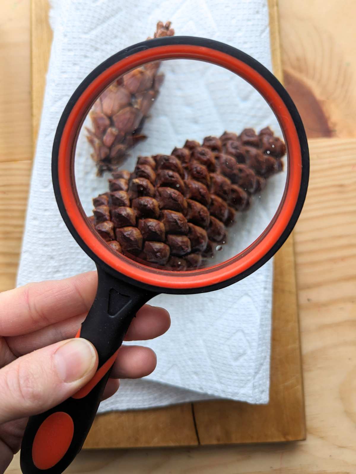 Hand on the bottom left holding a red and black magnifying lens over two closed pinecones on a white paper towel on a wooden surface.
