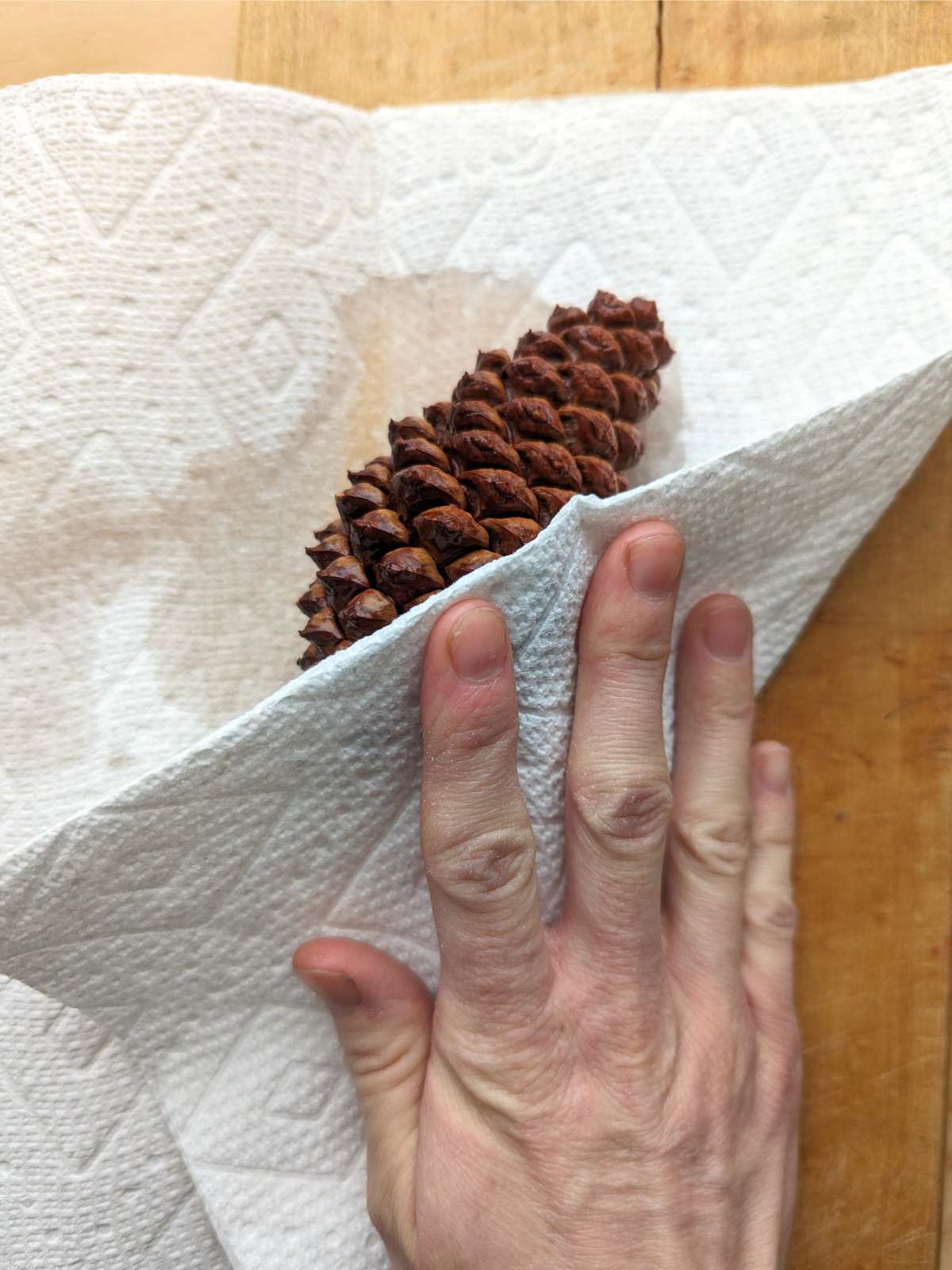 Hand wrapping a paper towel on a wet pinecone that is closed. Wooden background.