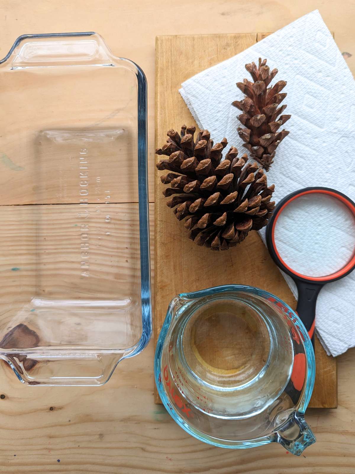A rectangular glass dish next to two different pinecones on a paper towel with a red and black magnifying lens. Glass measuring cup below with water inside.