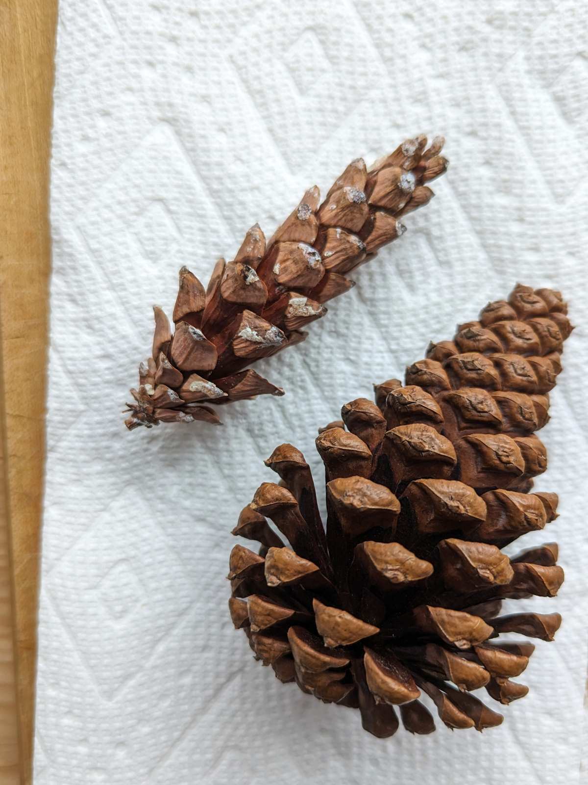 Two pinecones with closed tops and open bottoms on a paper towel. Bottom pinecone is large and top pinecone is smaller.