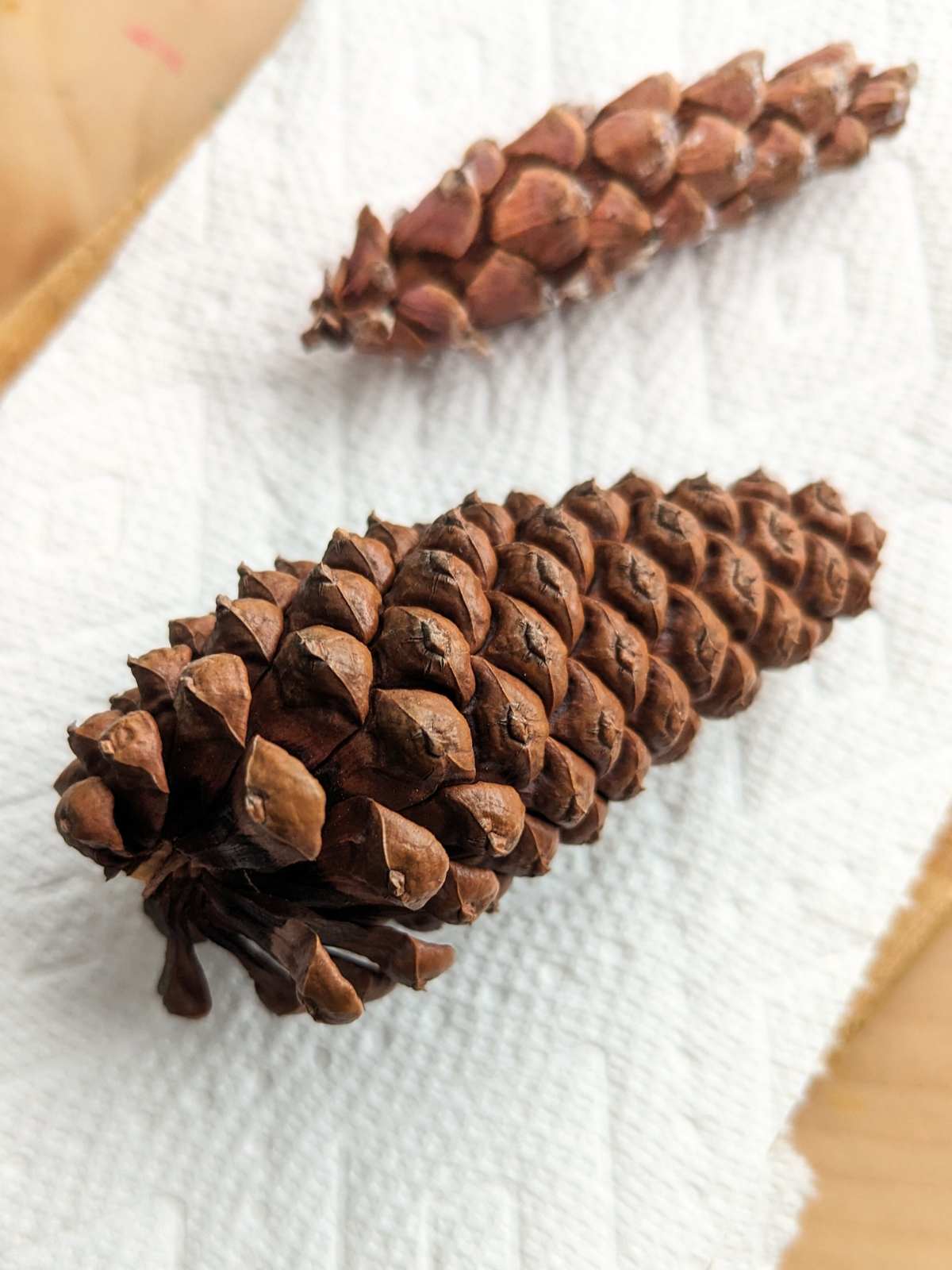 Two mostly closed pinecones on a paper towel with a wooden surface upper left and bottom right.