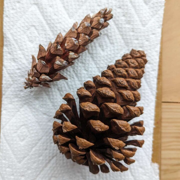 Two pinecones with closed tops and open bottoms on a paper towel. Bottom pinecone is large and top pinecone is smaller.