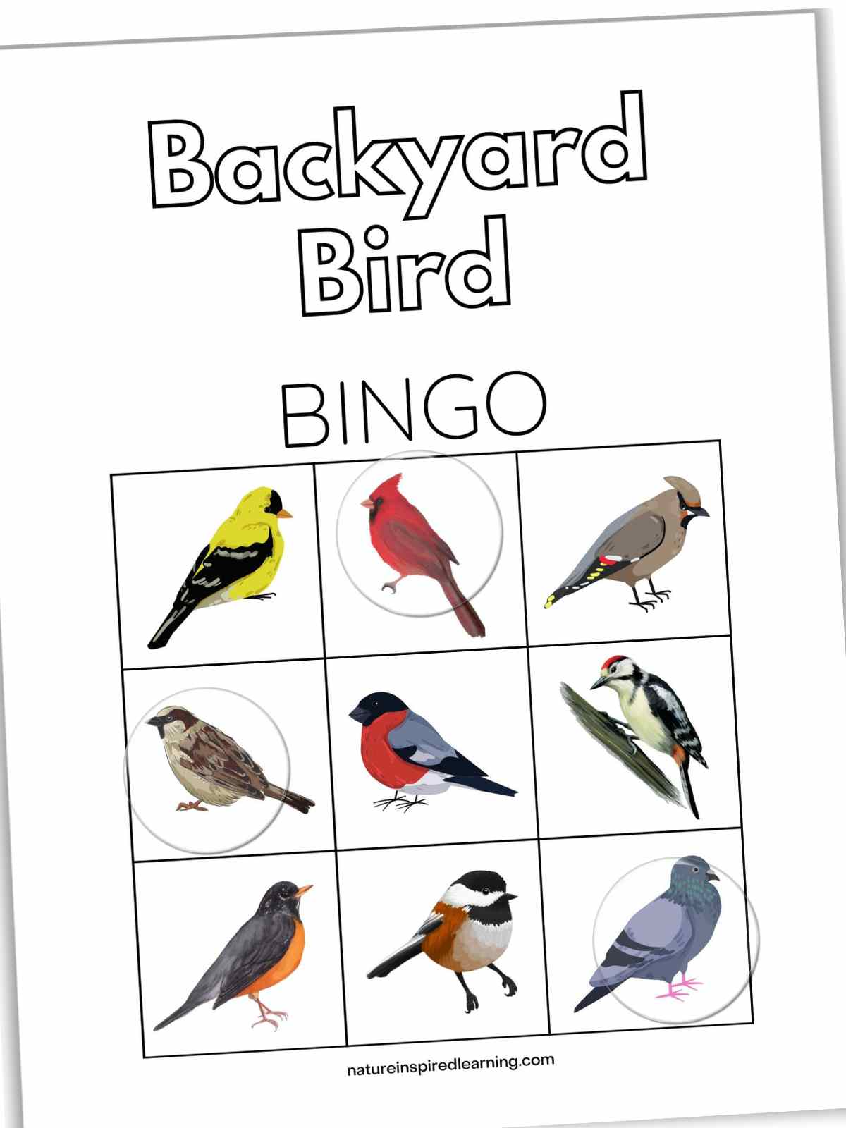 Printable backyard bird bingo card slanted with three clear plastic bingo chips on top of the colorful birds.