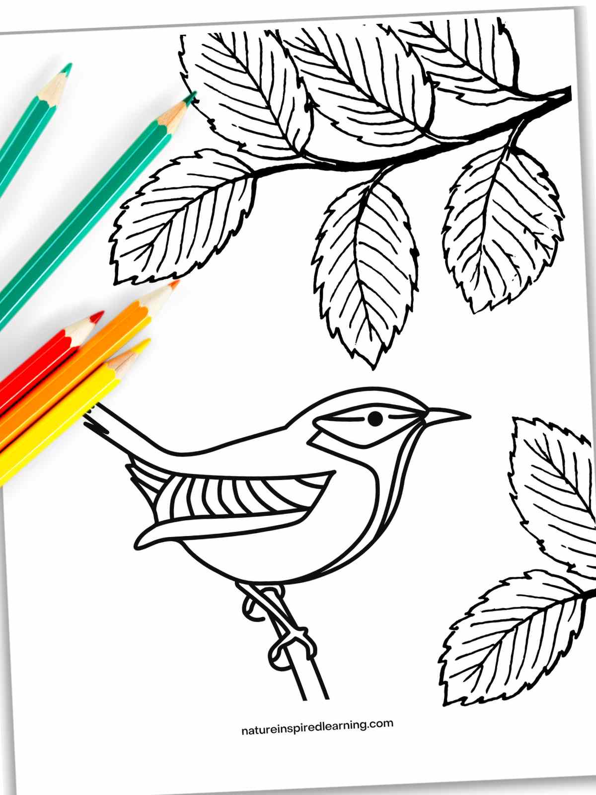 Basic black and white bird coloring page with one bird on a branch next to leaves. Coloring pencils on the upper left side.