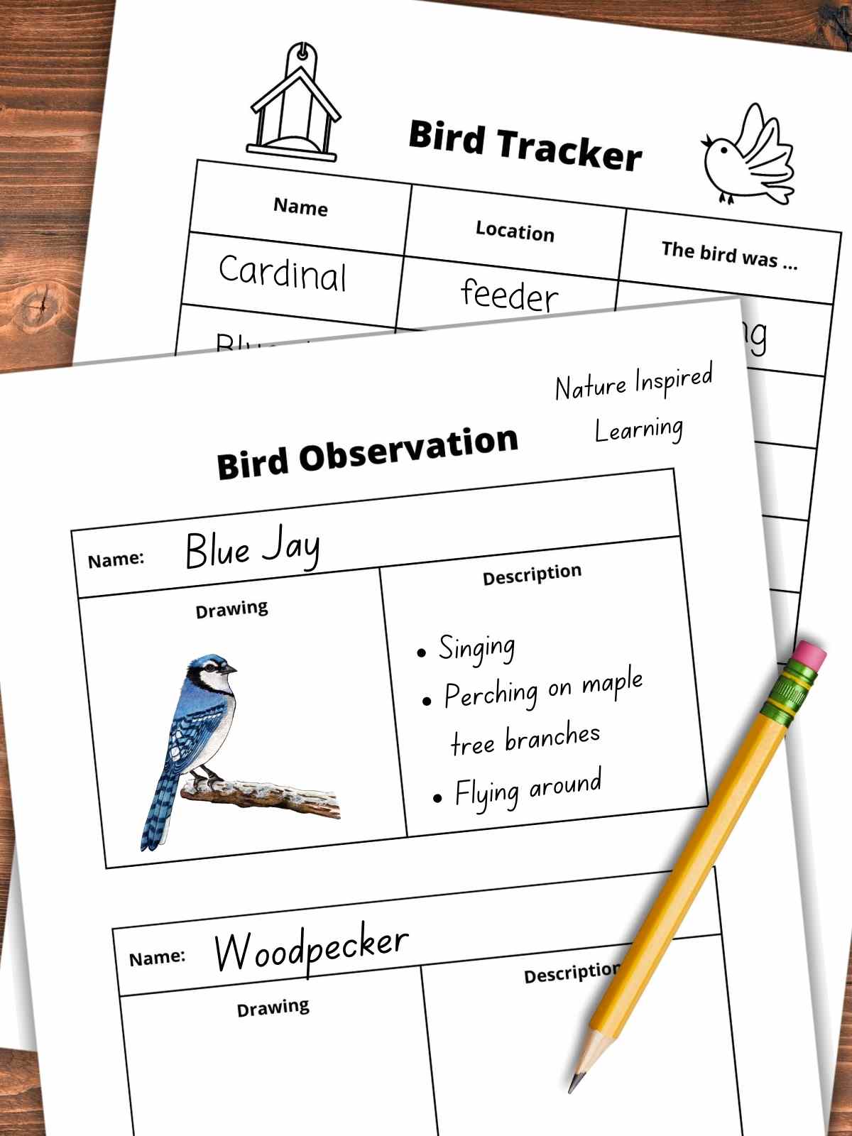 Bird tracking worksheet below a bird observation worksheet with a blue jay drawing and description. Pencil on the bottom right on top of the printables. Wooden background below.