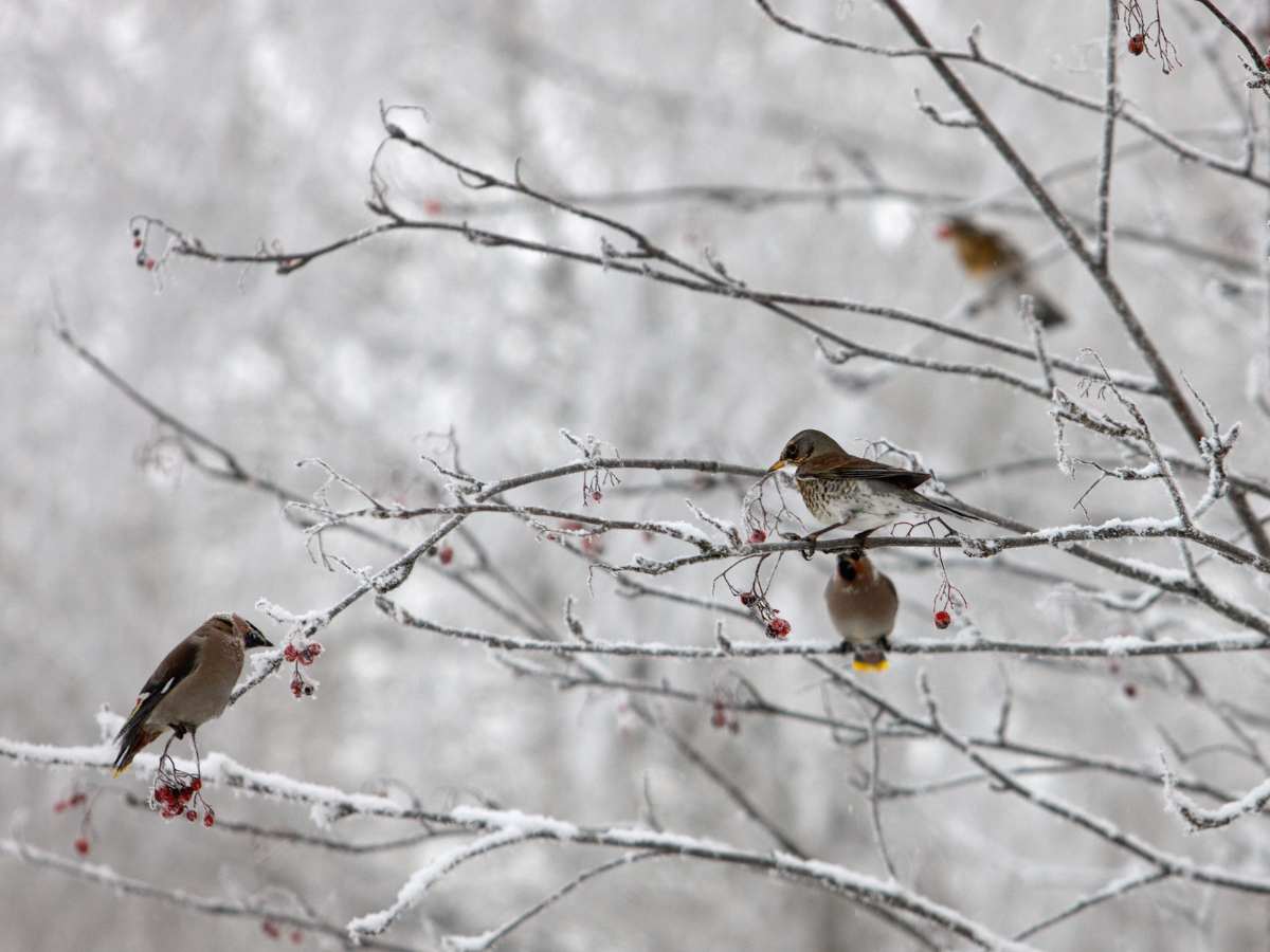 Four birds on snowy branches with red berries.