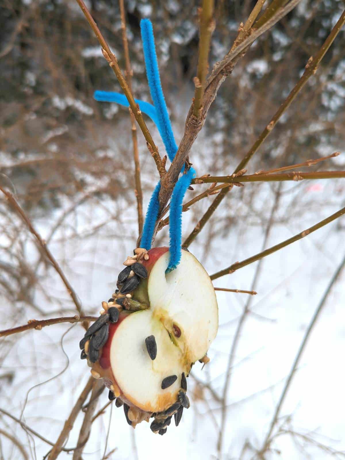 Apple slice hanging from a shrub with bare branches by a bright blue pipe cleaner with bird seeds stuck on the side and a few on the front. Snowy landscape in the background.