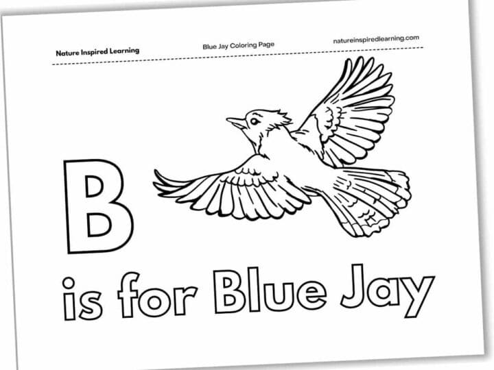 Blue Jay Coloring Pages - Nature Inspired Learning