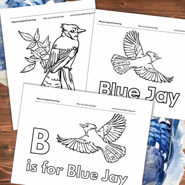 Three black and white coloring pages with outlines of blue jays overlapping on a wooden background with blue jay feathers.