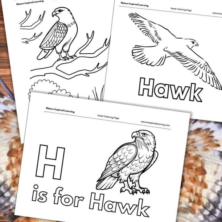 Three black and white coloring pages with different hawk designs overlapping on a wooden background with brow, orange, white, and grey patterned feathers.