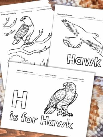 Hawk Coloring Pages - Nature Inspired Learning