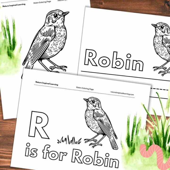 Three black and white robin Coloring sheets overlapping on a wooden background with green grass and a worm clip-art in both corners.