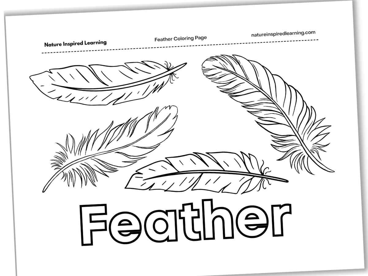 Black and white printable with four different feather designs arranged randomly above the word Feather.