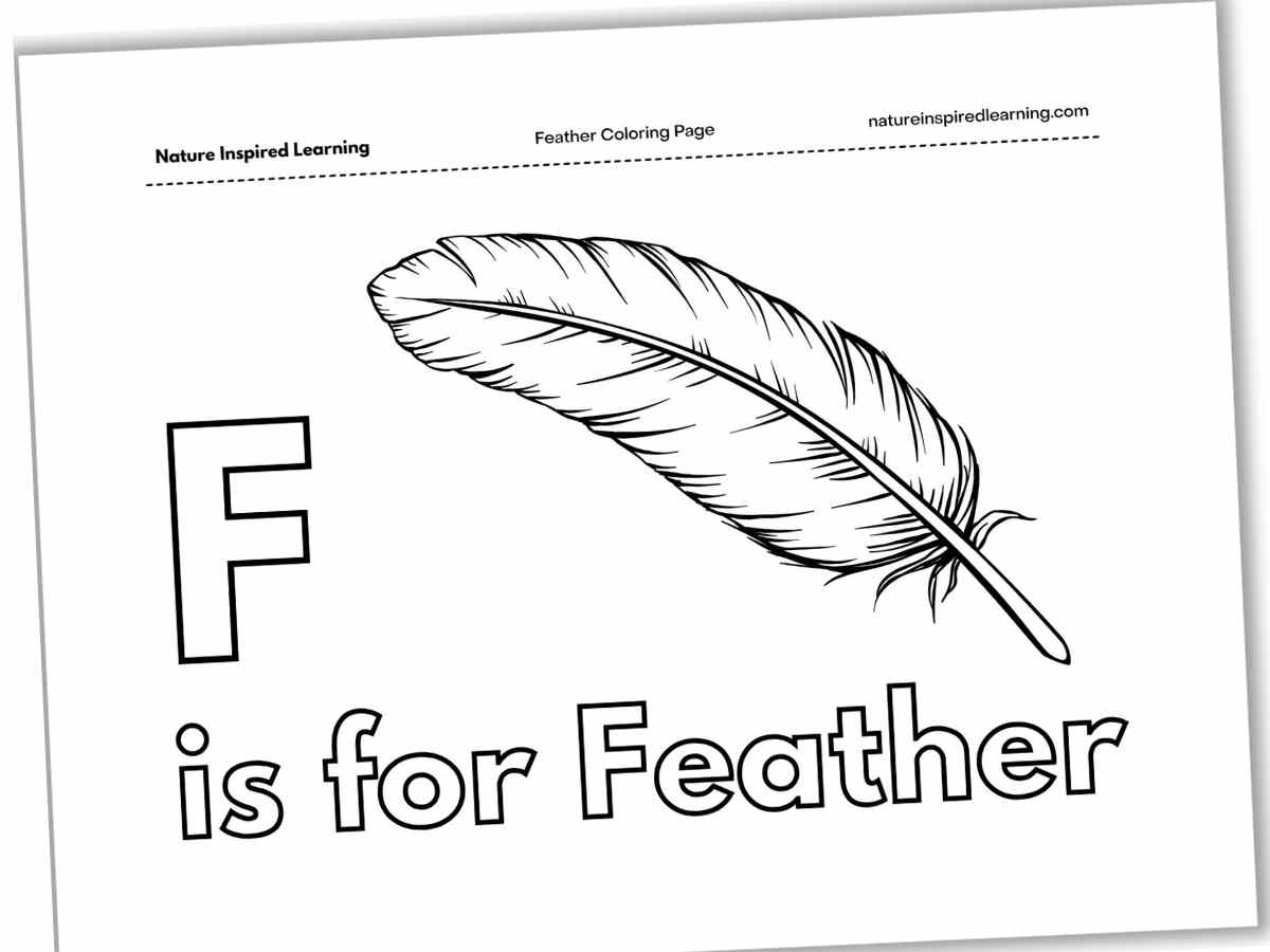 Black and white printable with the outline of a detailed feather above the words F is for Feather.