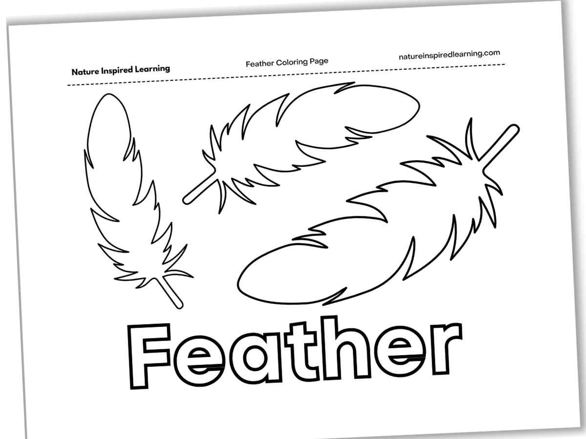 Black and white printable with the simple outline of three feathers above the word Feather.
