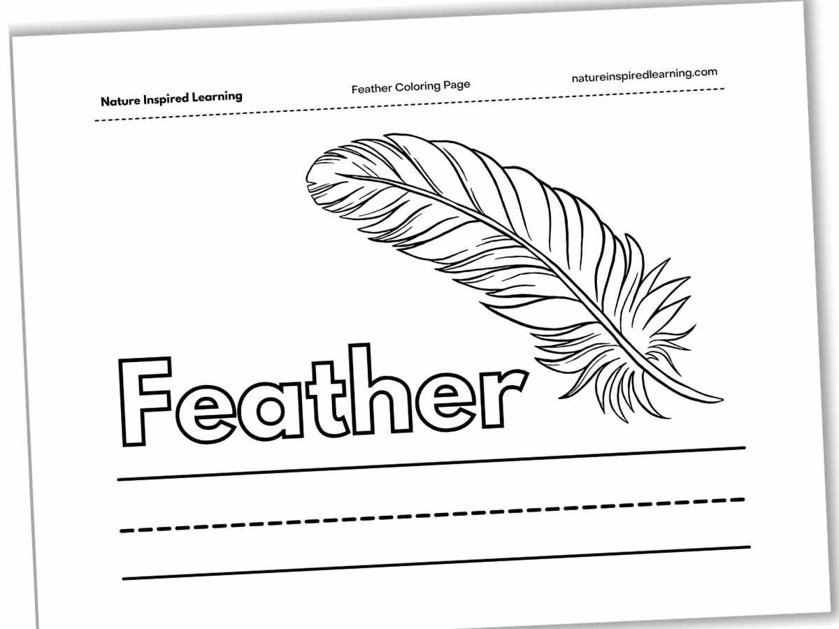 Black and white worksheet with one feather and the word Feather in outline form above lines for writing.