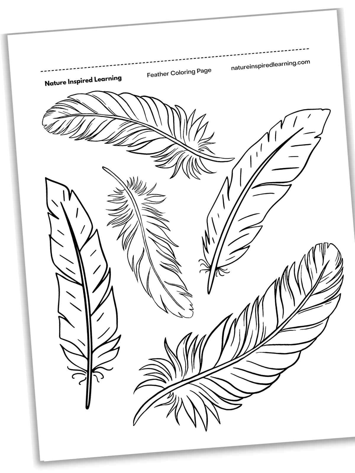 Black and white printable with five different feathers arranged randomly in outline form.