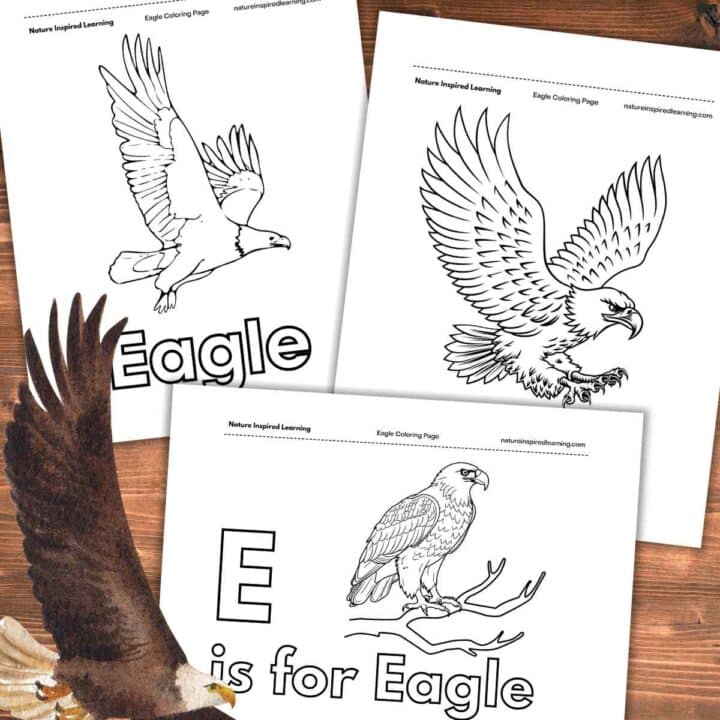 Three black and white printable coloring pages with different eagle designs. Wooden background with an eagle soaring bottom left.
